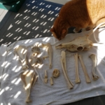 Oliver and bones of the jersey devil-deer skeleton