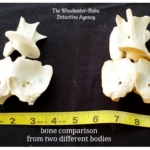 comparison of bones from different skeletons