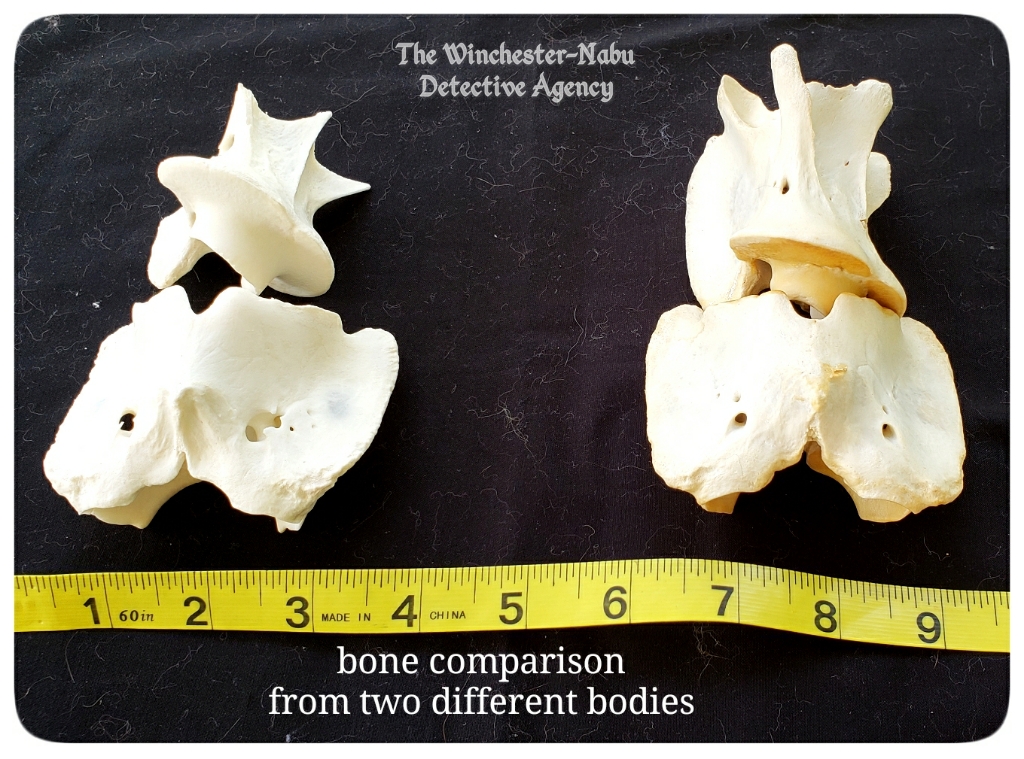 20200615 skeleton vertebrae comparison