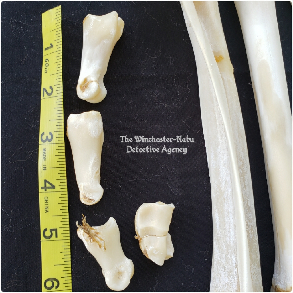 20200615 skeleton14
