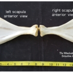 scapula bones skeleton jersey devil-deer