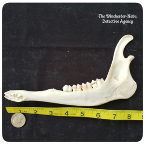 mandible bones skeleton jersey devil-deer