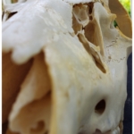 close up of skull bone of the jersey devil-deer skeleton