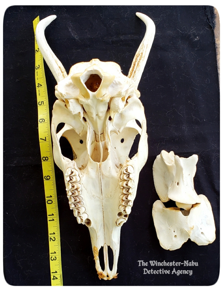 20200615 skeleton7