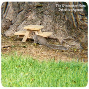 squirrel at picnic table