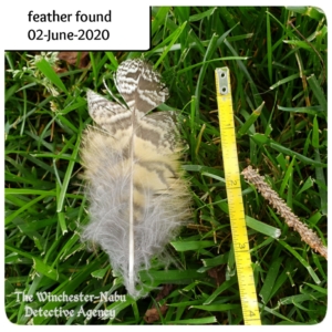 great horned owl feather