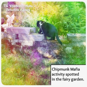 Gus stalking chipmunks in fairy garden