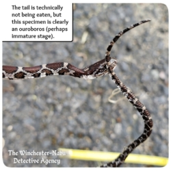 dead milk snake close up of head