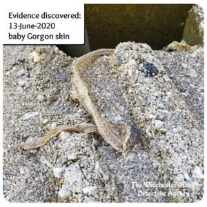 Gorgon snake skin