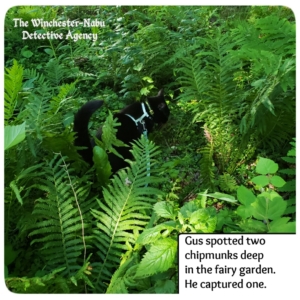 Gus stalking chipmunks in fairy garden