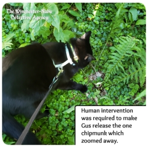 Gus stalking chipmunks in fairy garden