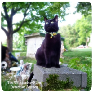 Gus sitting on fairy garden wall