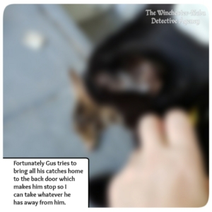 blurred Gus catching baby bunny