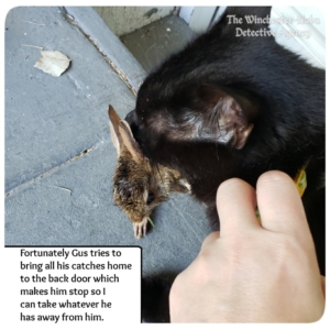 Gus catching baby bunny