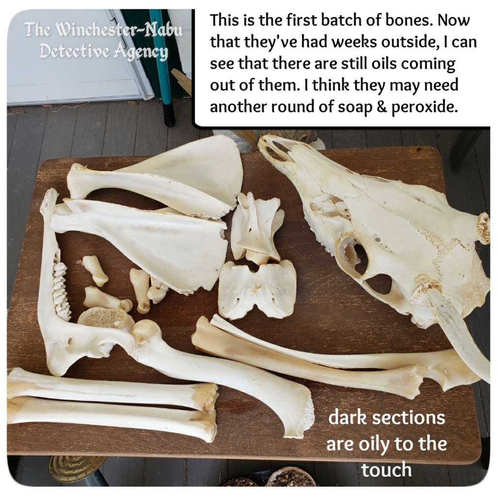 bones on table