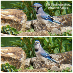 blue jay