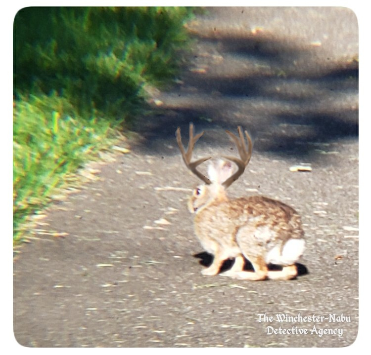 wolpertinger1-June