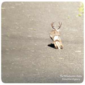 bunny rabbit wolpertinger
