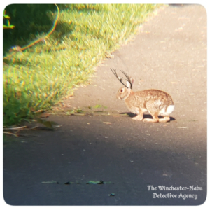 bunny rabbit wolpertinger