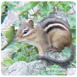 sgt burrows chipmunk