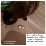 Gus and dead mouse