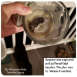 dead mouse in jar