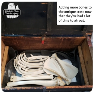 skeleton bones in crate