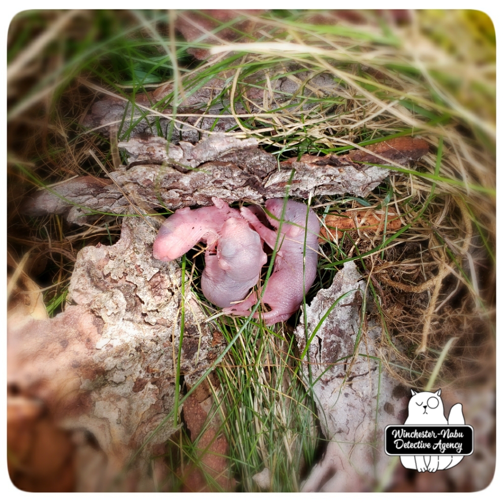 20200813 baby mice (7)