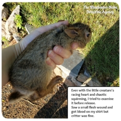 first bunny in Amber's hand