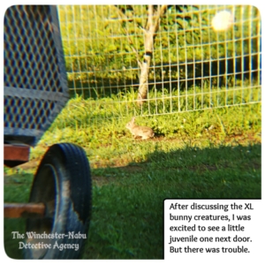 small bunny in backyard by fence