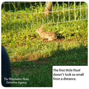 small bunny in yard