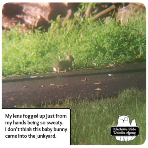 small bunny in yard