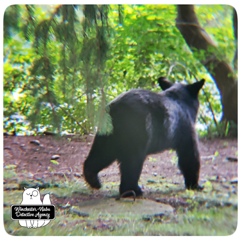 20200821_bear10_wm
