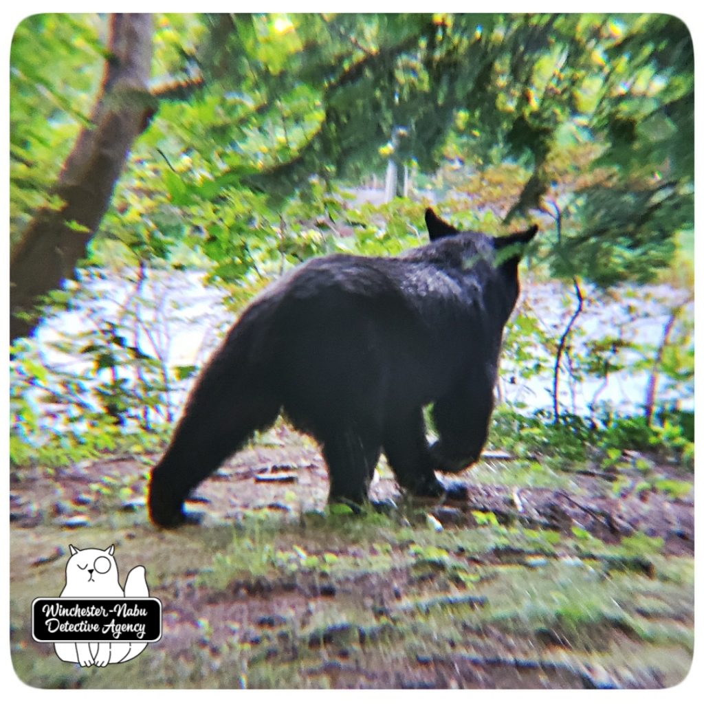 20200821_bear12_wm