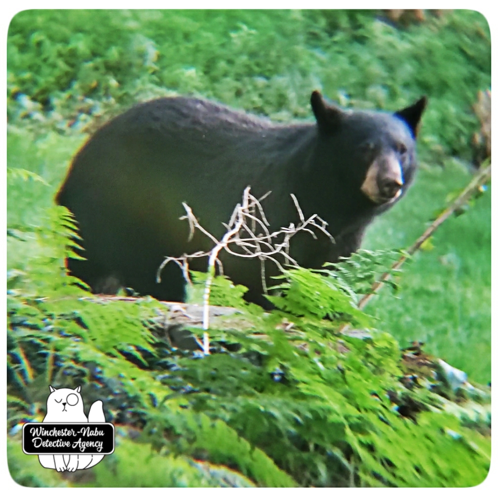 20200821_bear14_wm