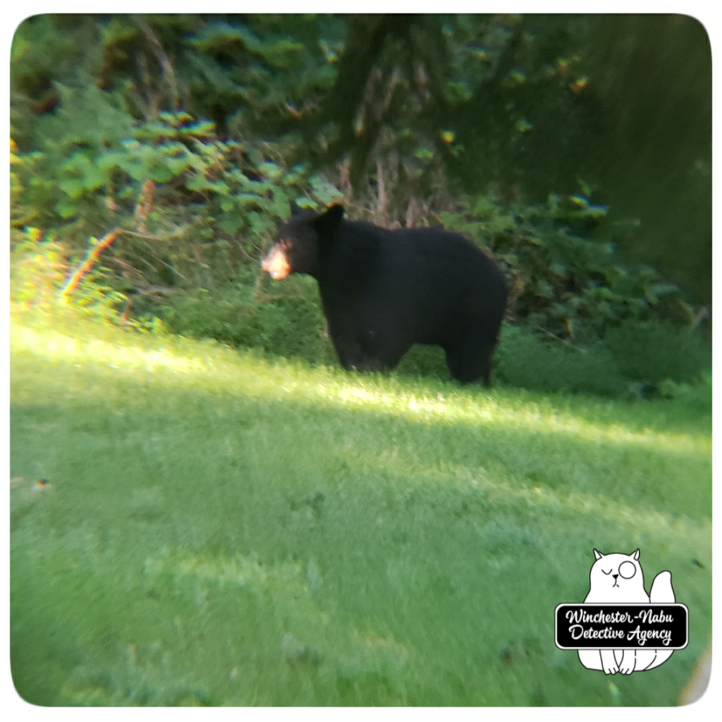 20200821_bear1_wm