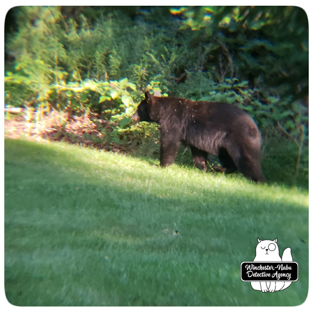 20200821_bear2_wm