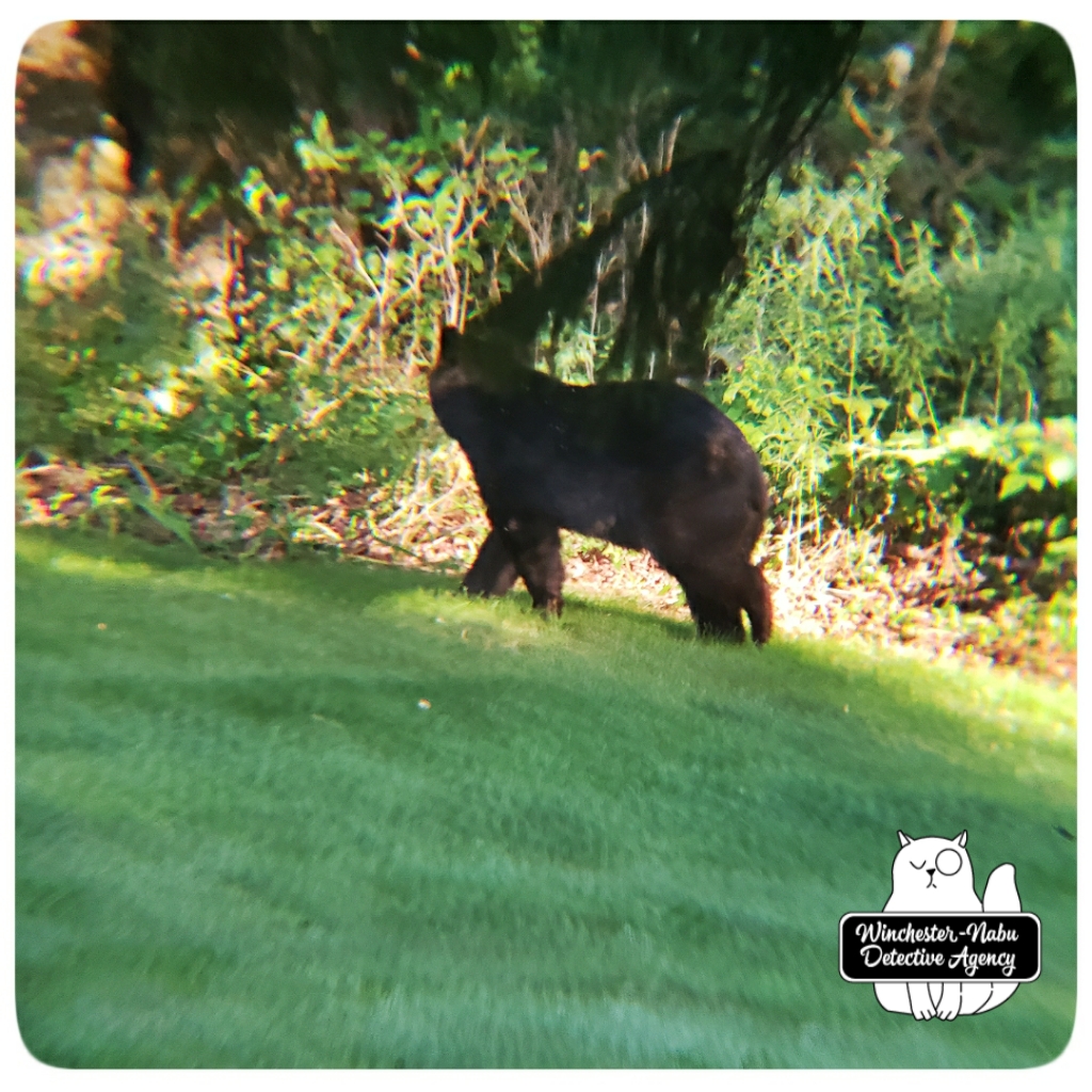 20200821_bear5_wm