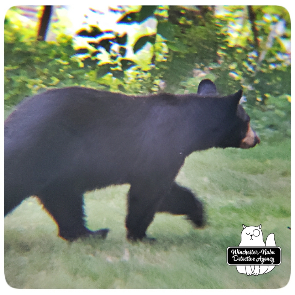 20200821_bear6_wm