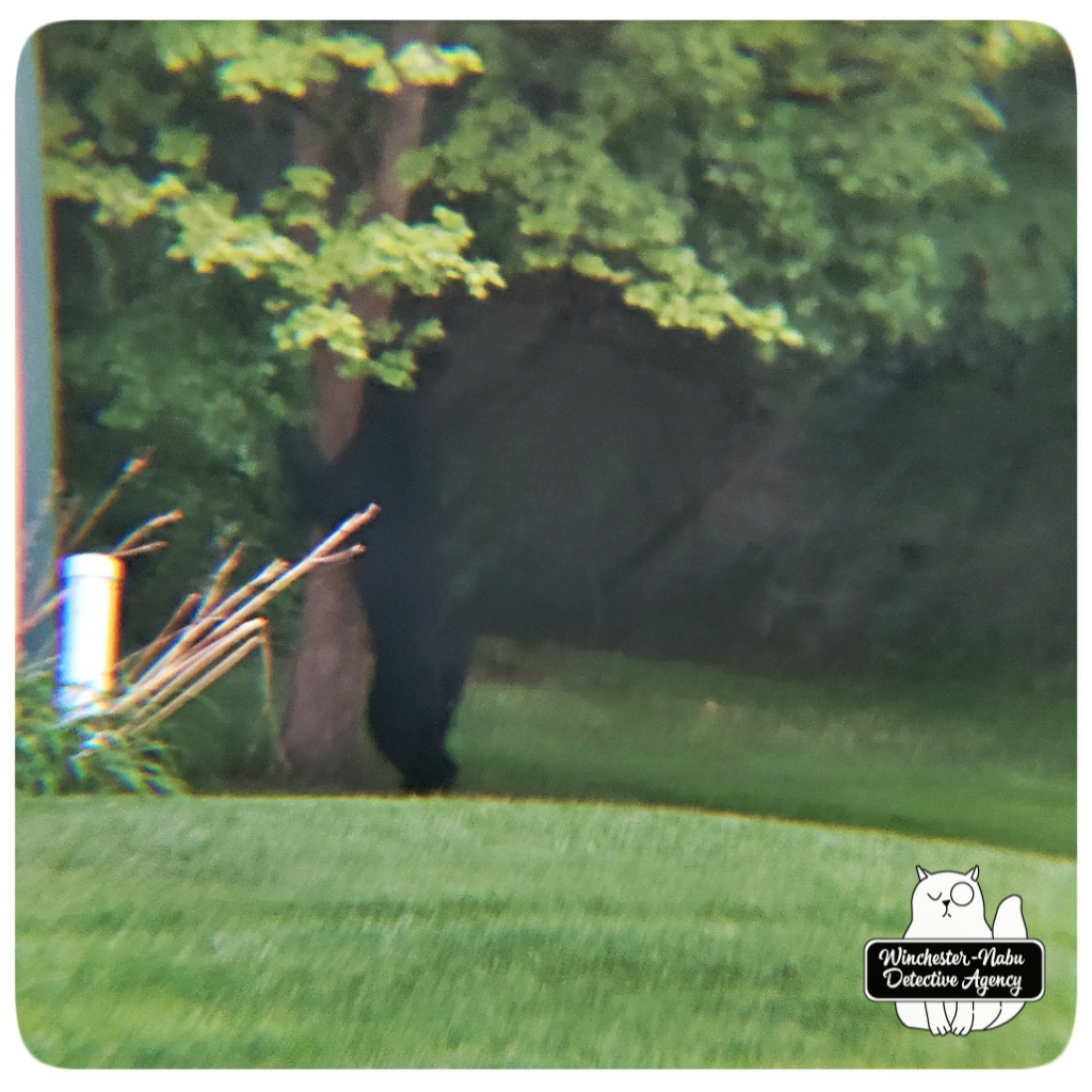 20200901 bear 3