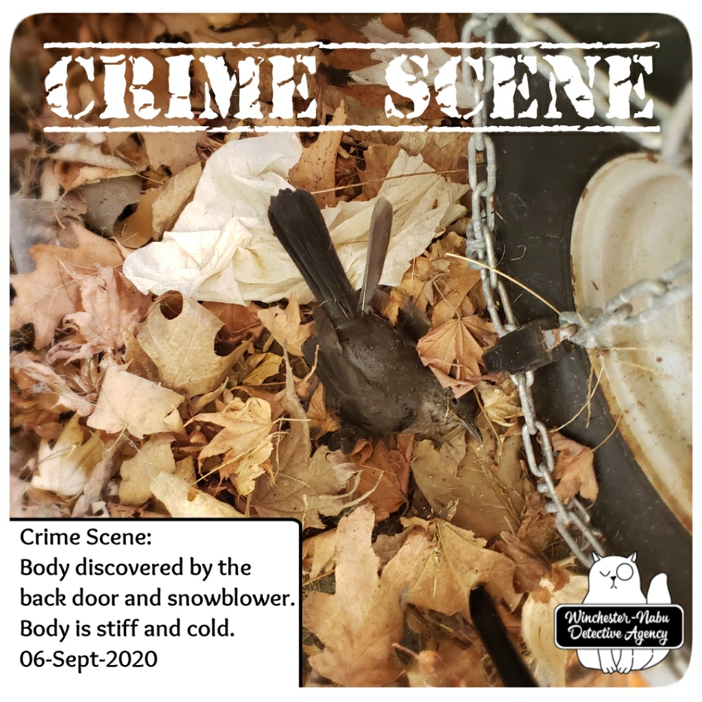 20200906 murdered catbird2