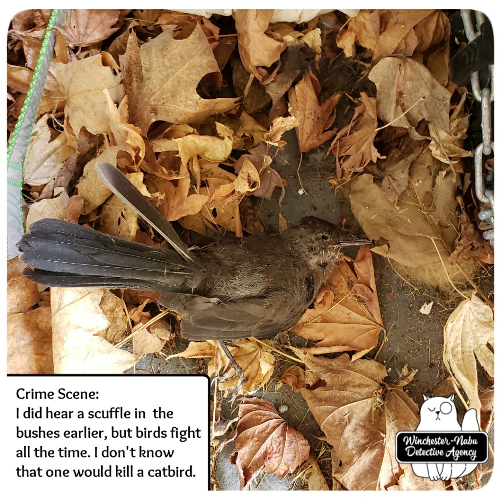 20200906 murdered catbird4
