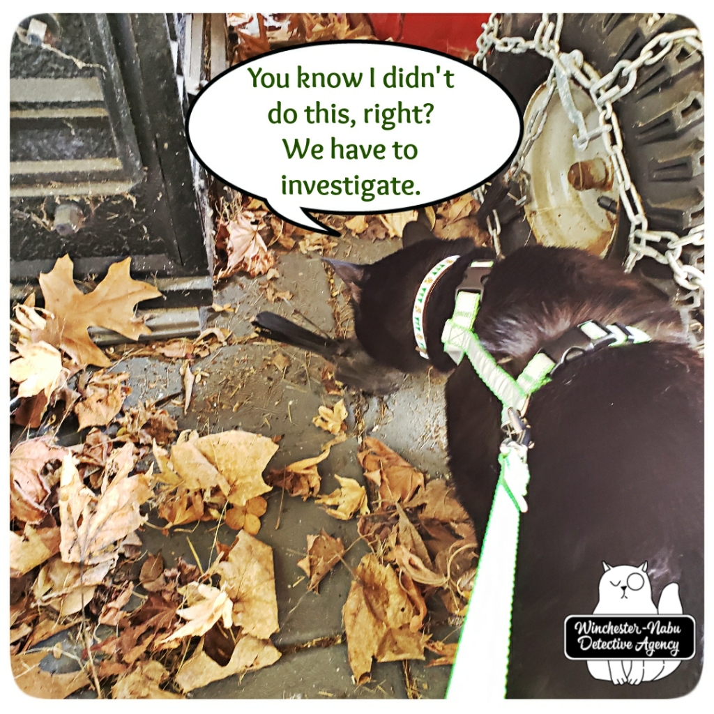 20200906 murdered catbird6