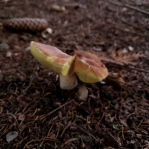 large mushroom