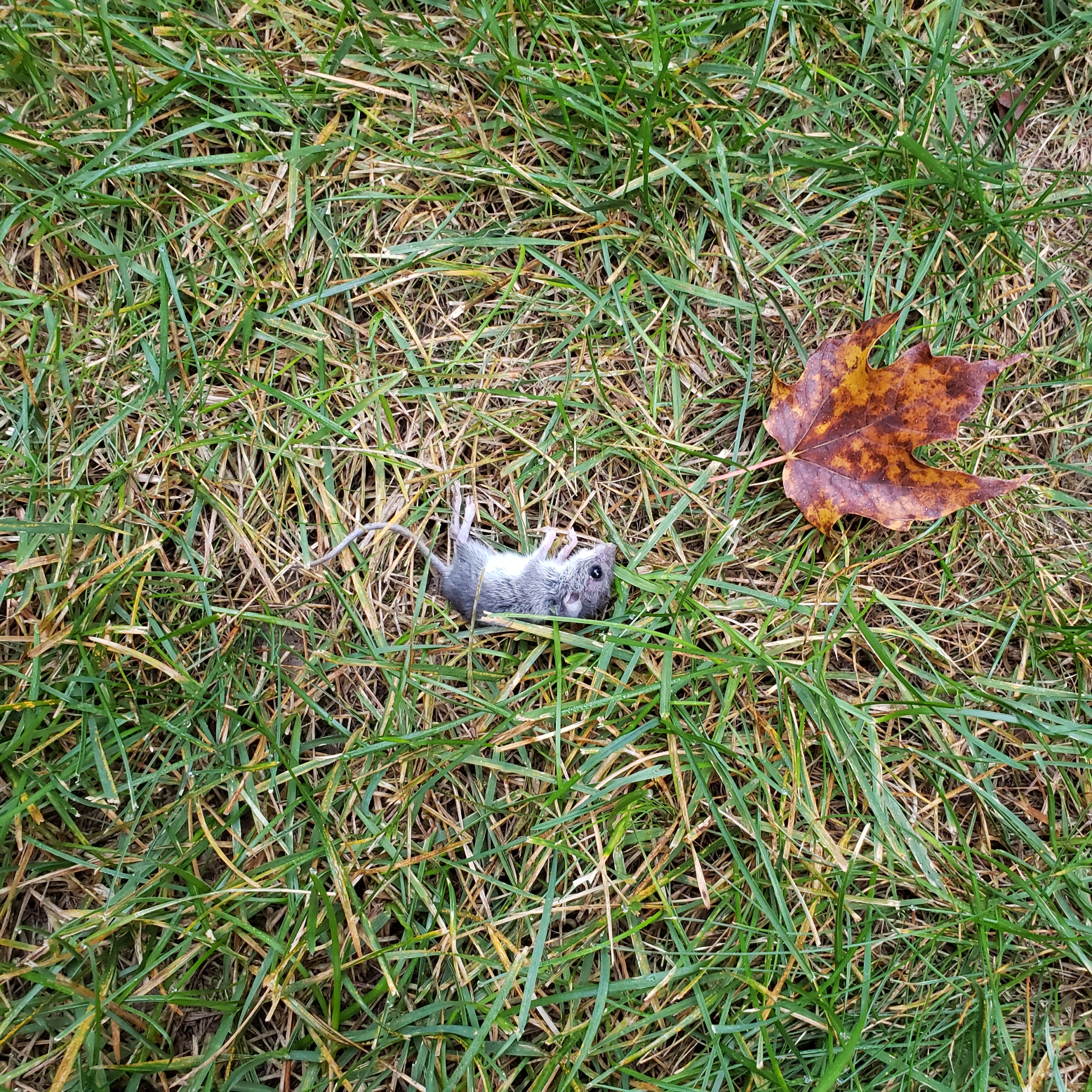 close up of dead mouse on grass