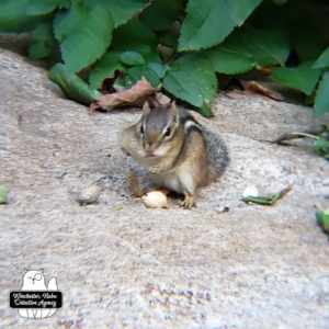chipmunk on rock