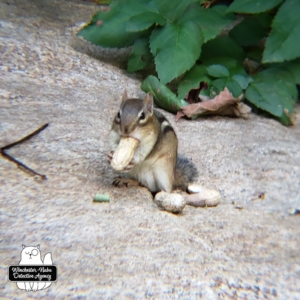 chipmunk on rock