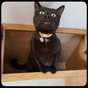 Gus in a high cabinet