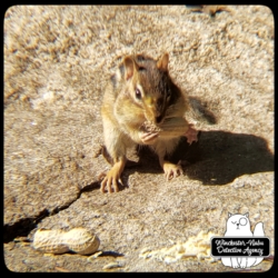 chipmunk on rock