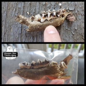 jawbone mandible discovered